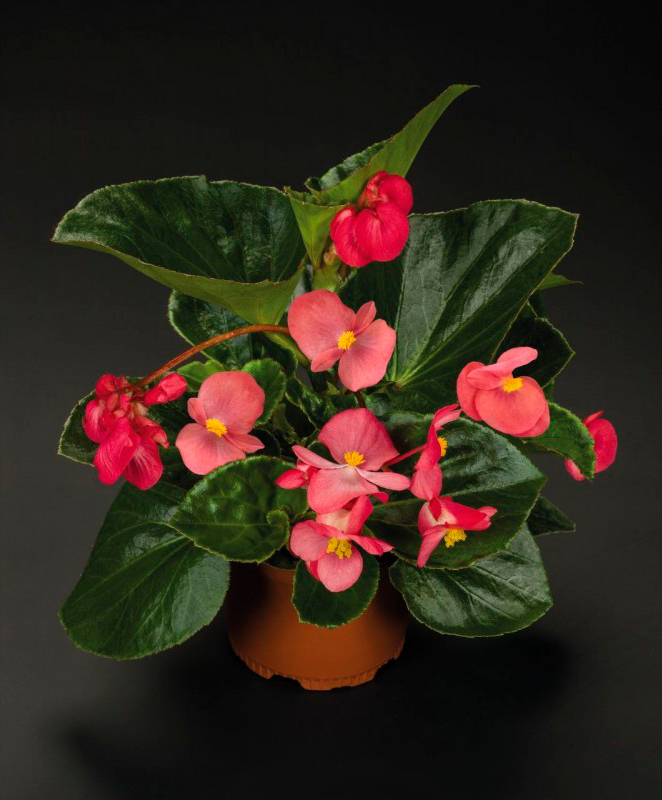 

Рассада Бегония Big DeluXXe F1 Red Bronze Leaf d15см
