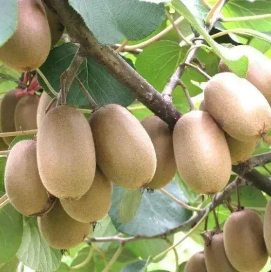 

Киви "БРУНО" женский ('kiwi bruno') / Саженцы (однолетний, ЗКС)