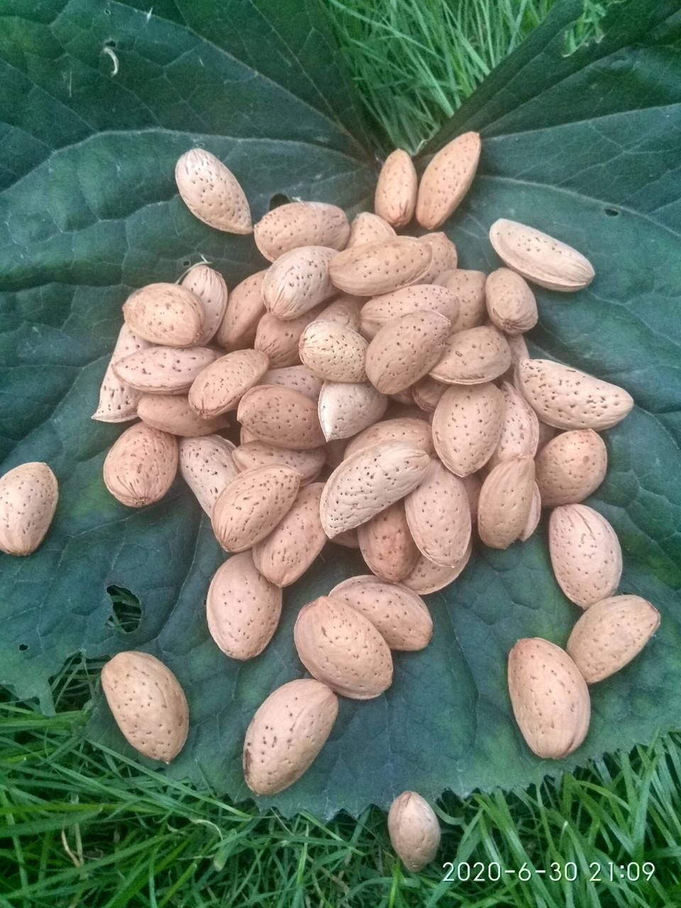 

Миндаль горький для профилактики онкозаболеваний 1 кг 2021 год