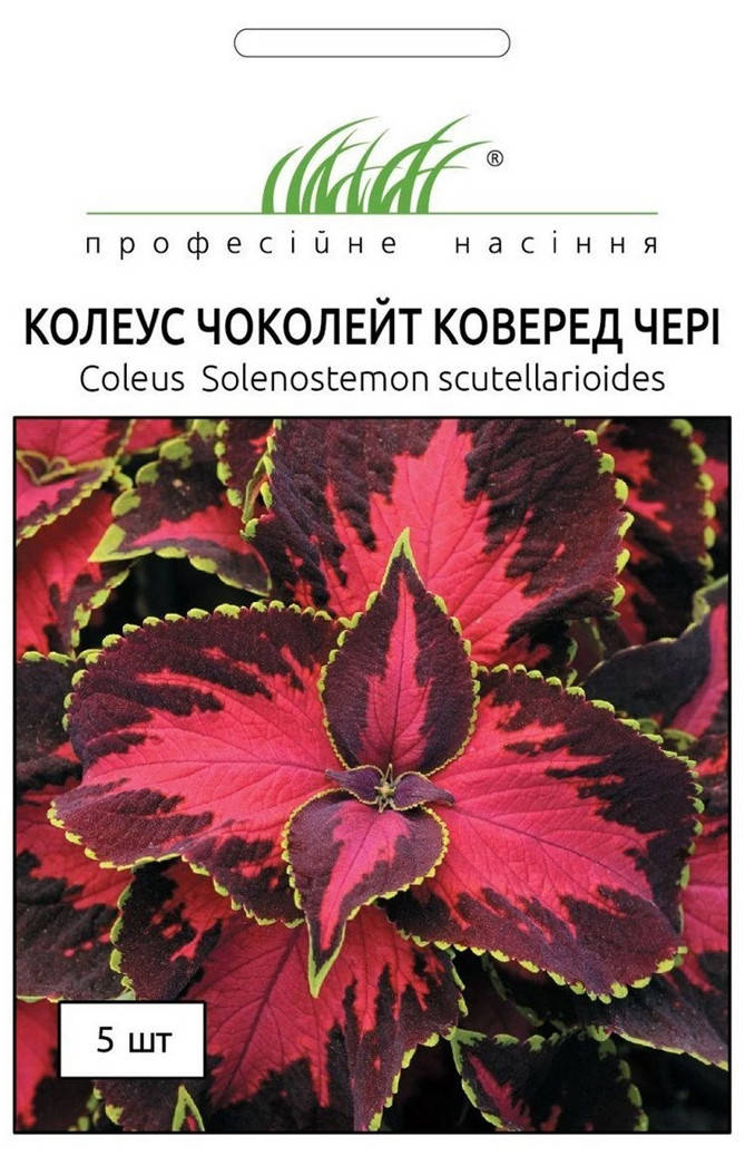 

Колеус Чоколет Коверд Чери 5 шт