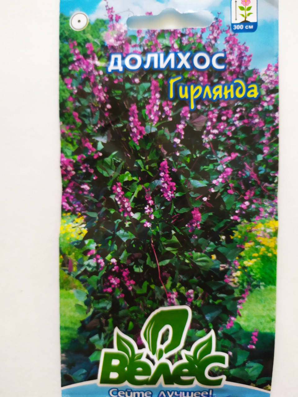 

Долихос (Гиацинтовые бобы)
