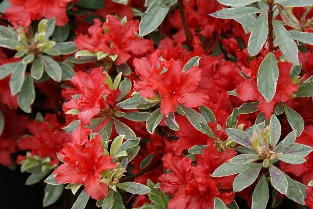 

Рододендрон Хот Шот Варіегата / Rhododendron Variegata Hot Shot С7,5/Н30-40