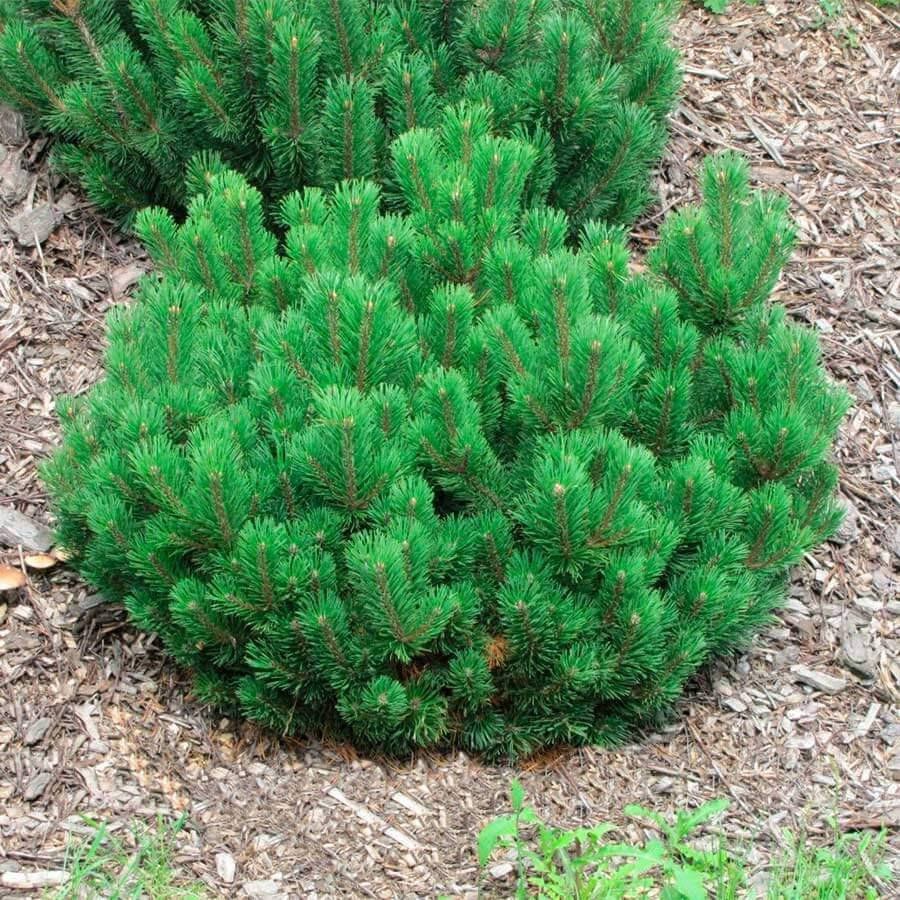 

Сосна горная Пумилио (Pinus mugo Pumilio)