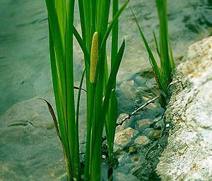 

Аир обыкновенный (Acorus calamus)