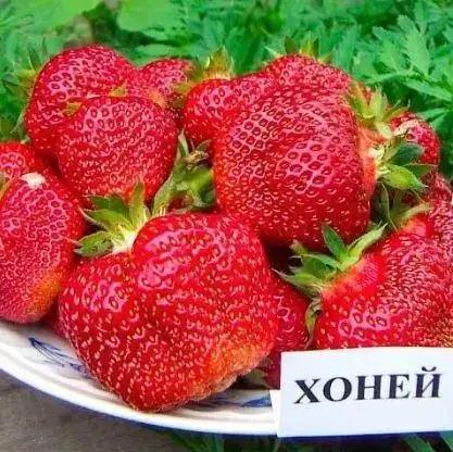 

Клубника "ХОНЕЙ" / Саженцы / Премиум Качество (ЗАКАНЧИВАЕТСЯ)