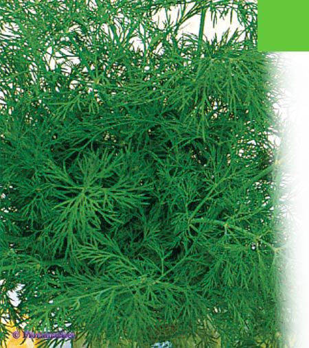 

Семена укропа Алегатор обычный кустовой