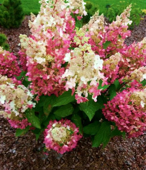 

Гортензия метельчатая Панзола \ hydrangea paniculata Panzola ( саженцы 3 года) Новинка