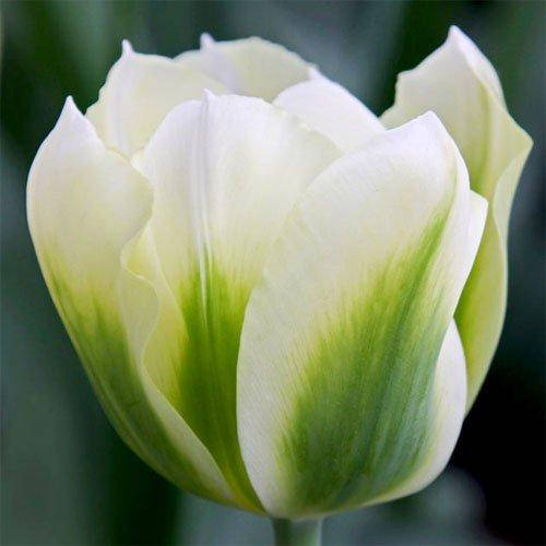 

Тюльпан Spring Green (луковицы) 3 шт