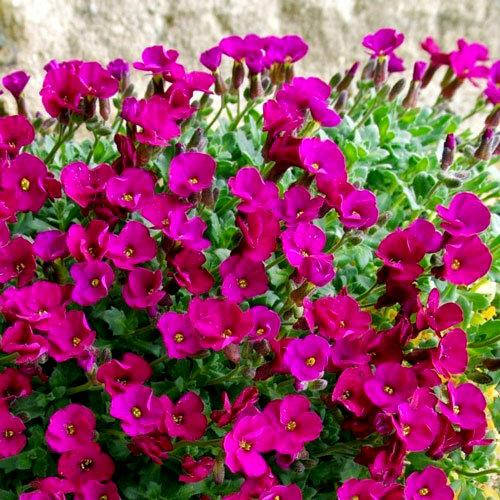 

Обриета розовая Лукас