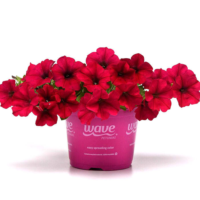 

Рассада Петуния Easy Wave F1 Berry Velour d13см