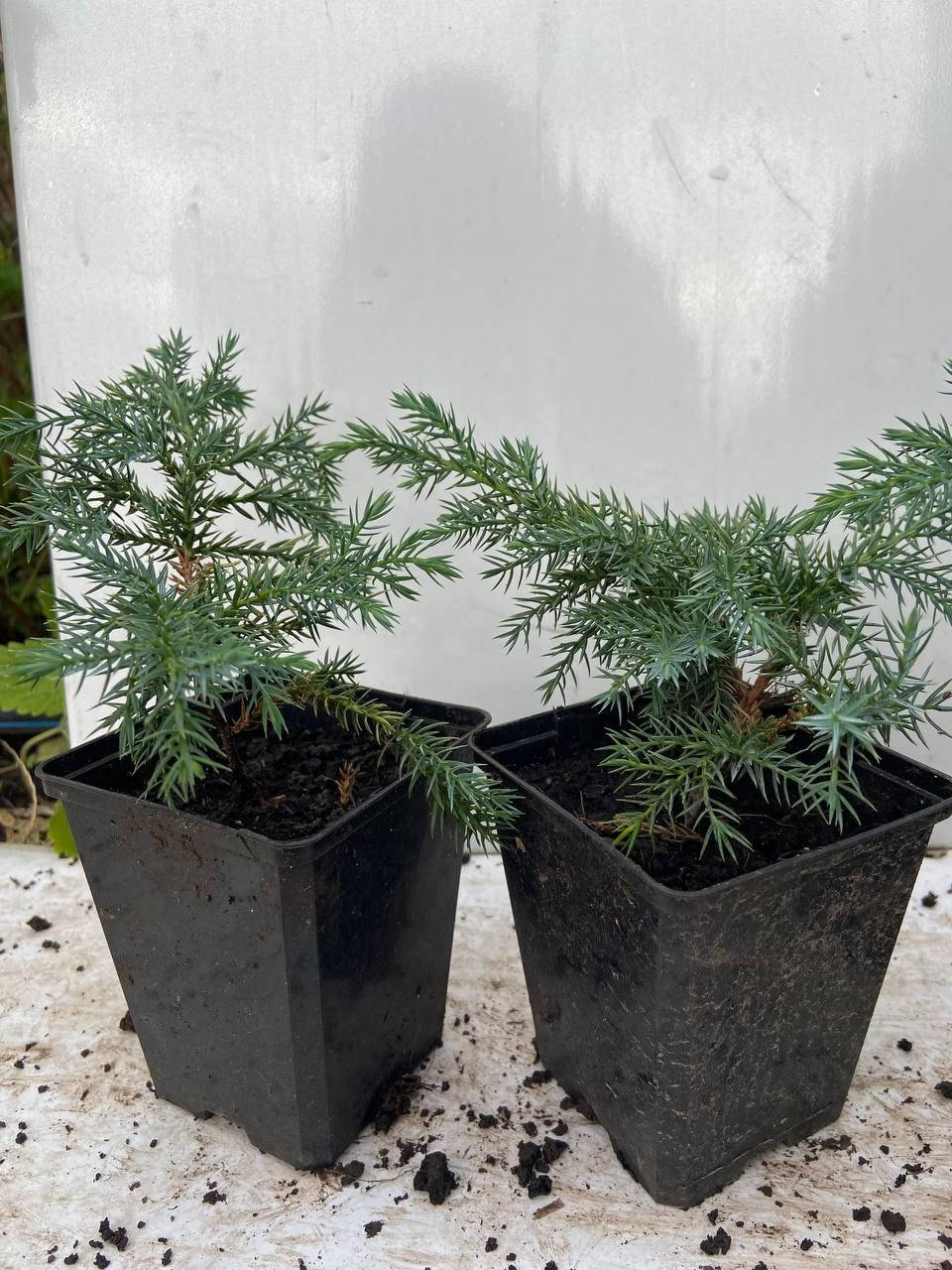

Можжевельник Блю Карпет (Juniperus squamata 'Blue Carpet') 12 см