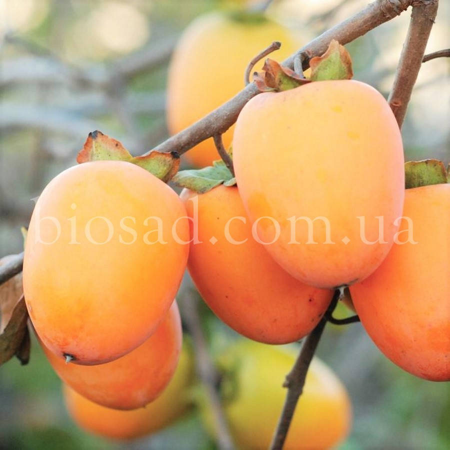 

Хурма Виргинская (Diospyros virginiana) (2 года) Самоплодный сорт