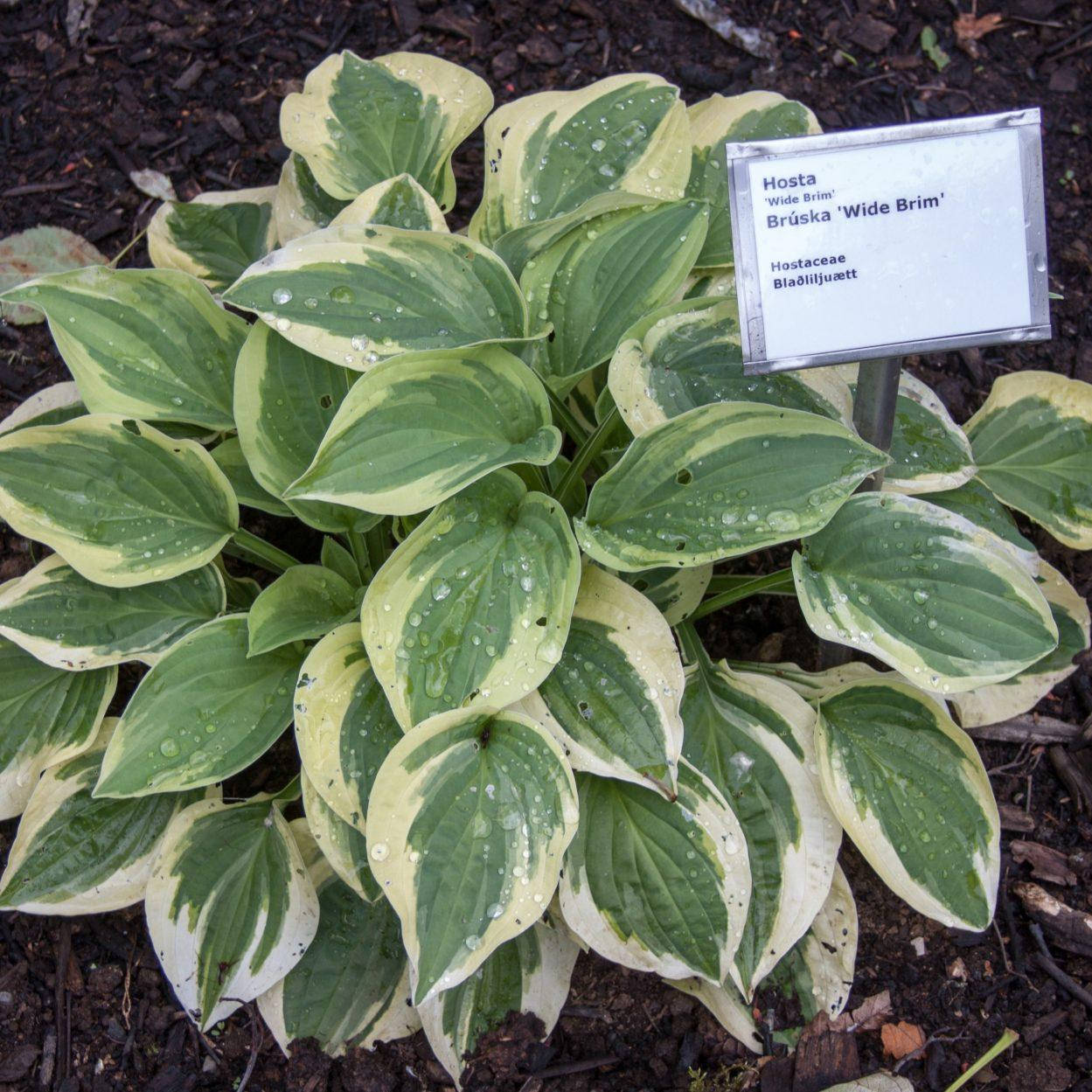 

Хоста Вайд брим, Hosta Wide brim
