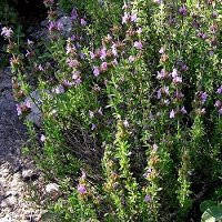 

Семена "Чабер садовый"