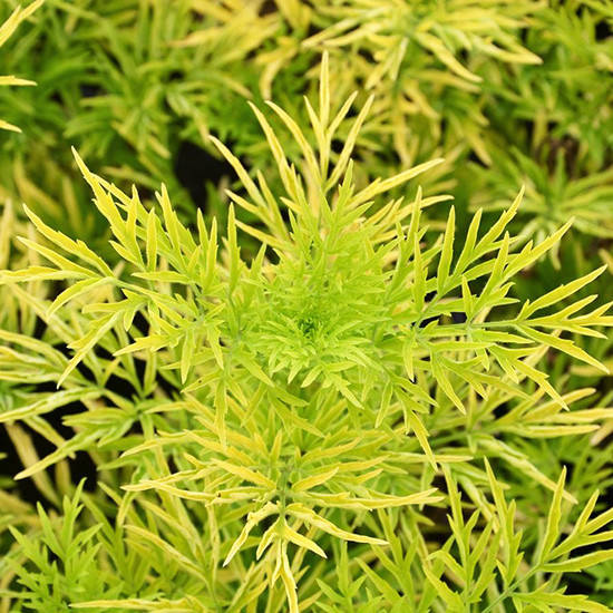 

Бузина черная Голден Тауер / Sambucus nigra Golden Tower