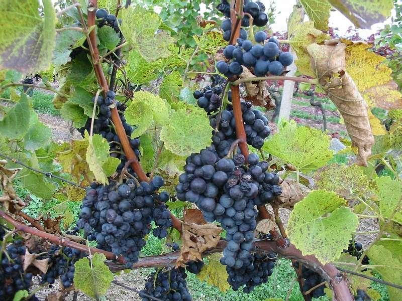 

Саженцы винограда Севар 2 сорт