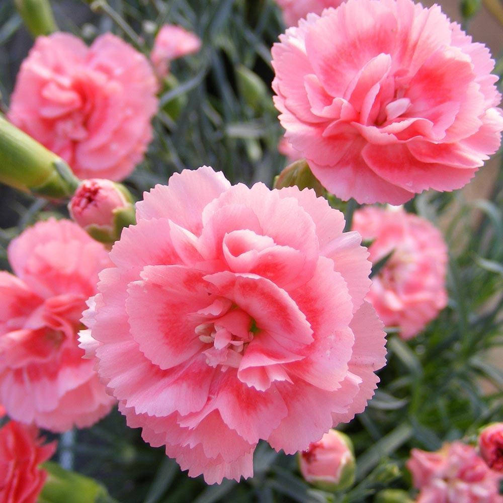 

Гвоздика Даймонд Корал (Diamond Coral)