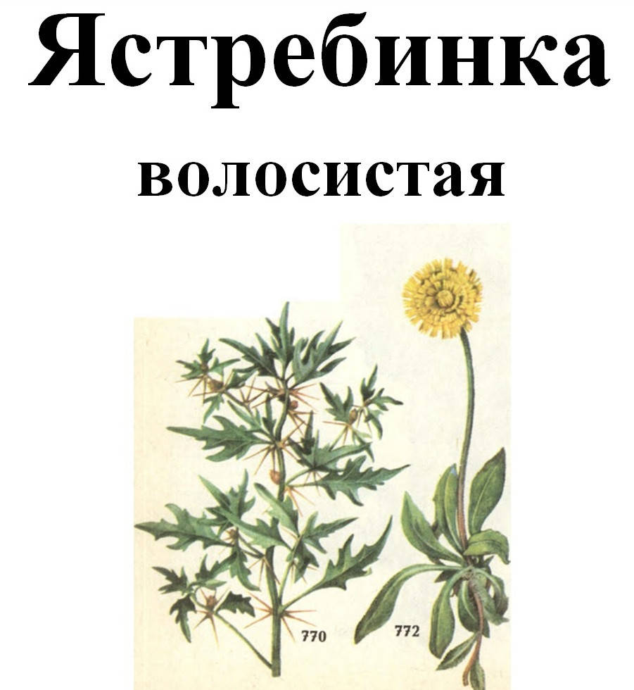 

Ястребинка волосистая (Нечуй-вітер волохатий), 20 грамм