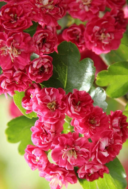 

Боярышник " Пауль Скарлет " \ Crataegus media ‘Paul’s Scarlet ( саженцы 2 года ОКС)