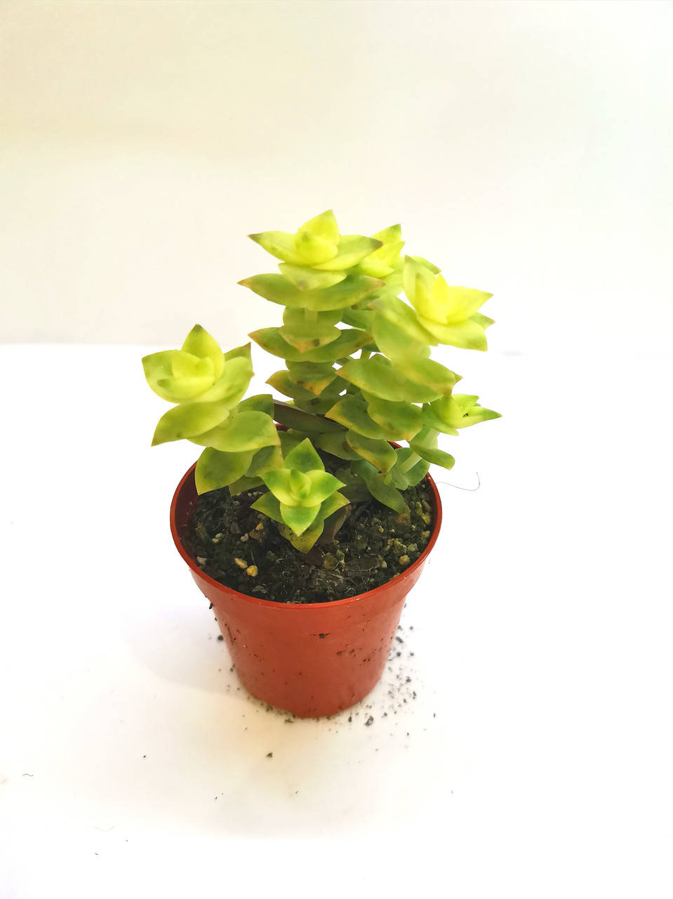 

Крассула Crassula perforata variegata Суккулент Комнатное растение