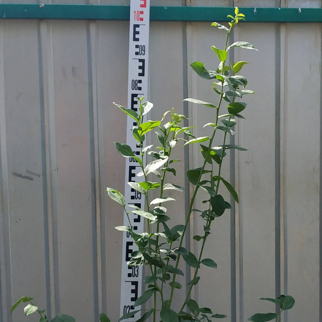 

"Денис Блю" - двухлетние саженцы голубики в контейнере 2 л .