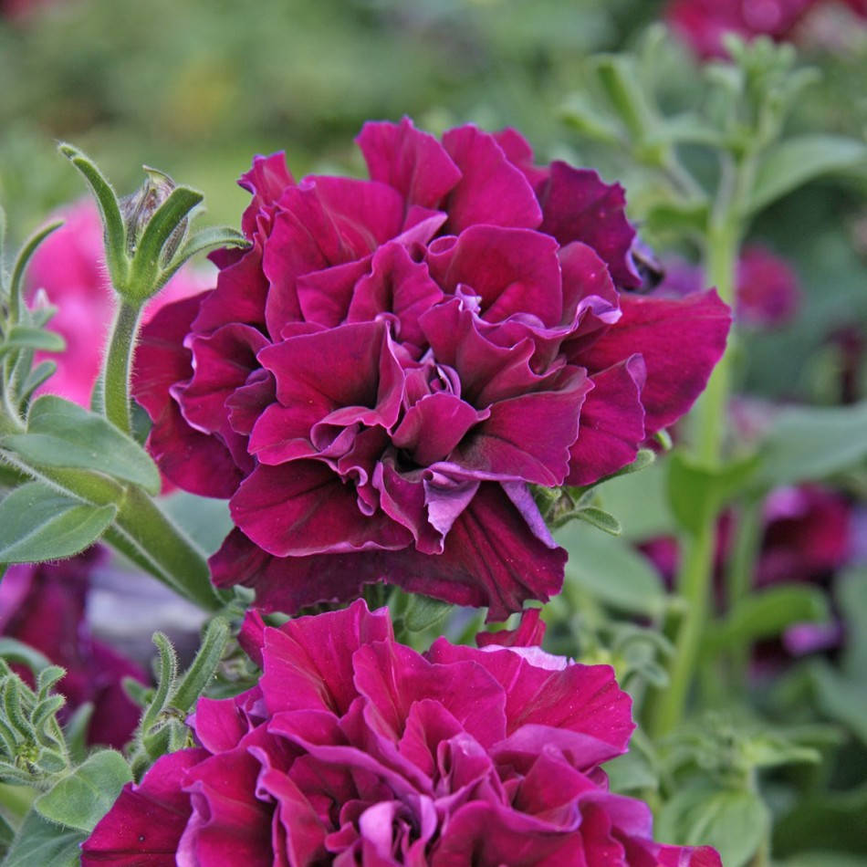 

Семена петунии поштучно 10 шт, махровая Каскад Бургунди