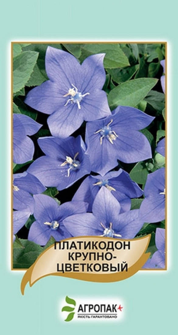 

Семена Платикодон крупноцветковый голубой 50 семян W.Legutko 6052