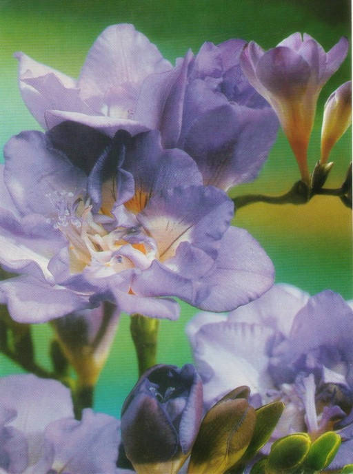 

Фрезия махровая Blue / Голубая / 5 луковиц/уп.
