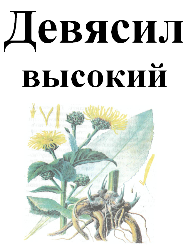 

Девясил высокий, корень сухой, 50 грамм