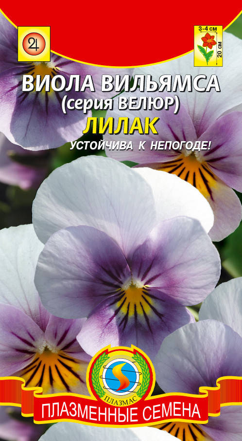 

Виола вильямса Лилак 10 шт (Плазменные семена)