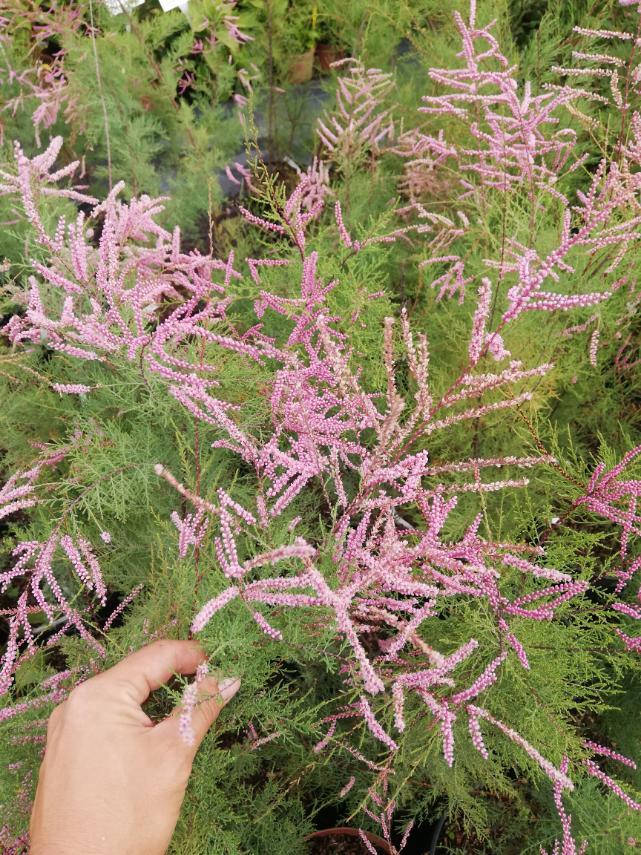 

Тамарікс чотирьохтичинковий Рубра/ Tamarix tetrandra Rubrа С5/С7,5 / Н 80-100