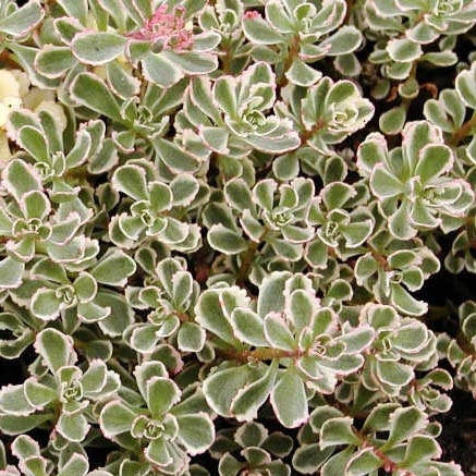 

Очиток (седум) Триколор \ Sedum spurium Tricolor (38)
