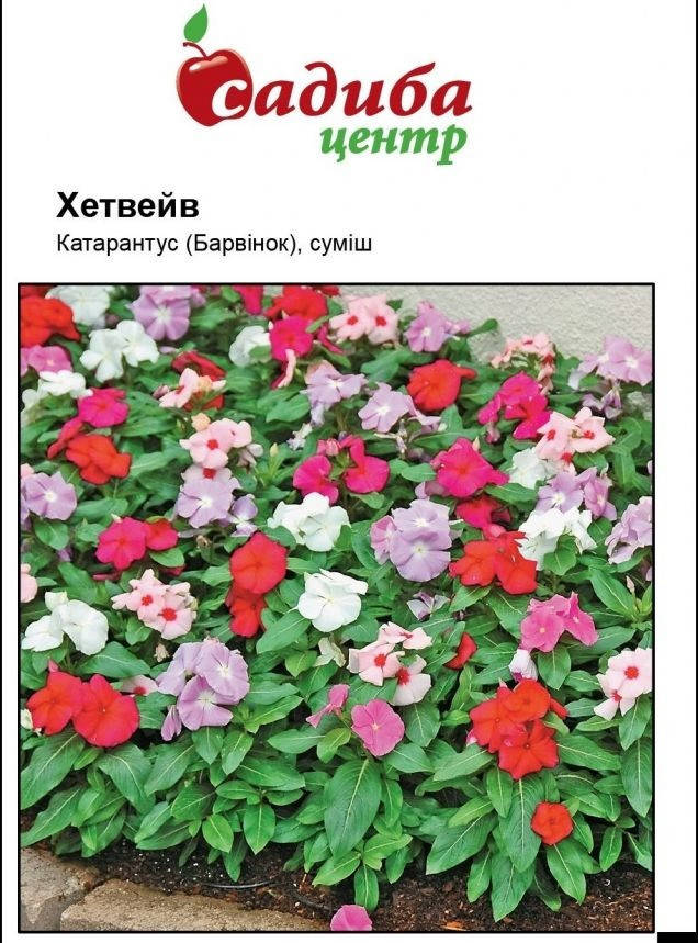 

Семена барвинка Хетвейв 20 шт Hem Zaden Голландия