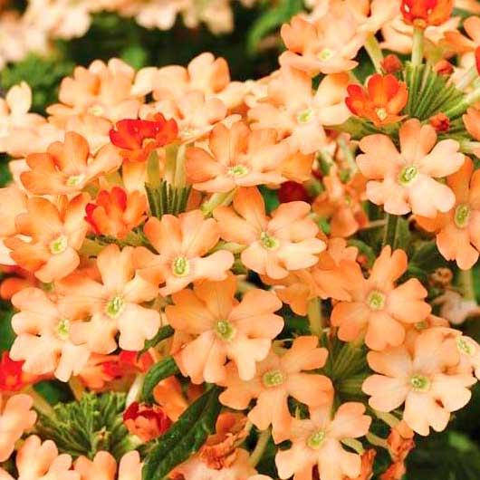 

Вербена крупноцветковая Абрикосовая 0,1 г