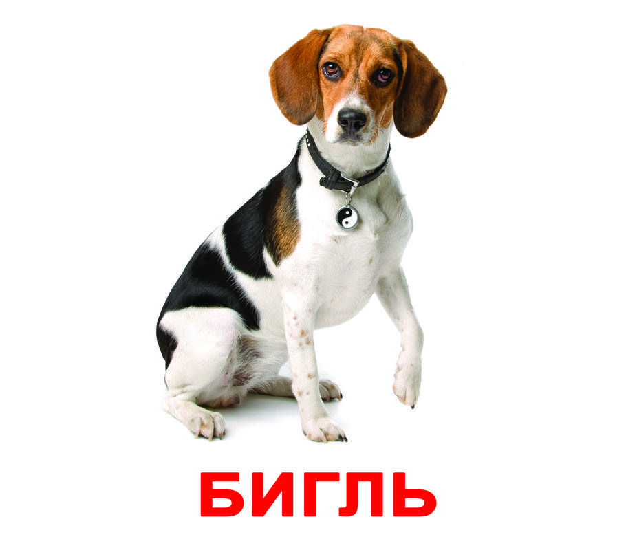 

Породы собак с фактами. Карточки Домана. Вундеркинд с пелёнок. Ламинированные