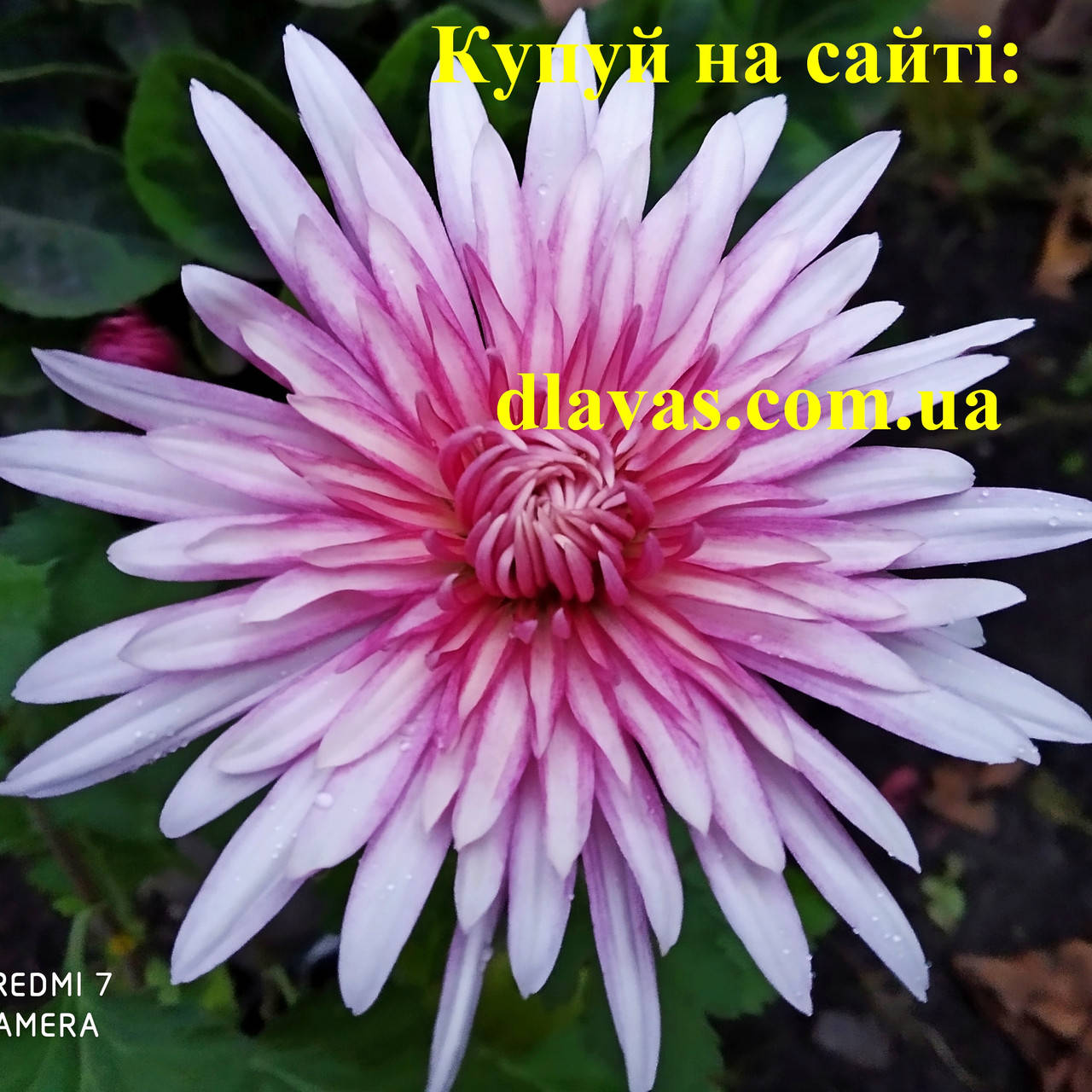 

Хризантема корейская ХАМЕЛИОН