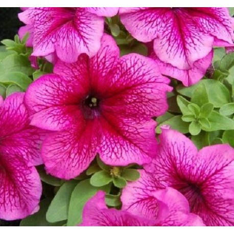 

Петуния низкорослая крупноцветковая в горшку 8см - petunia limbo plum (Лимбо Плюм)