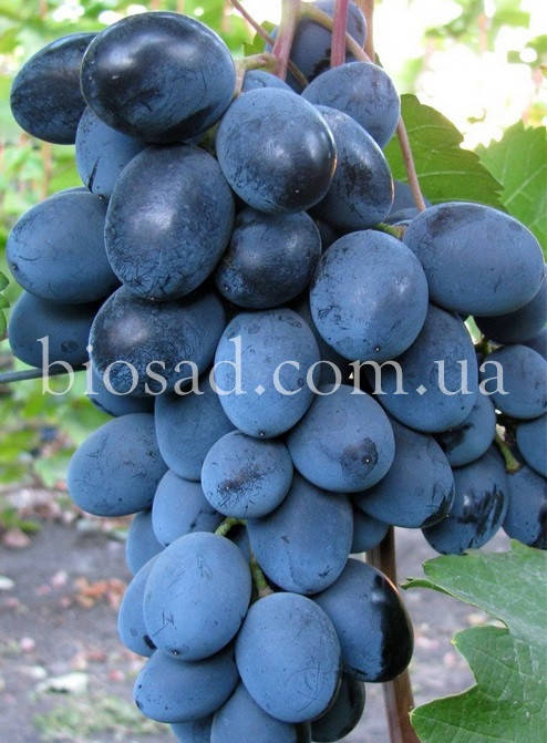 

Виноград Фуршетный (2 года)