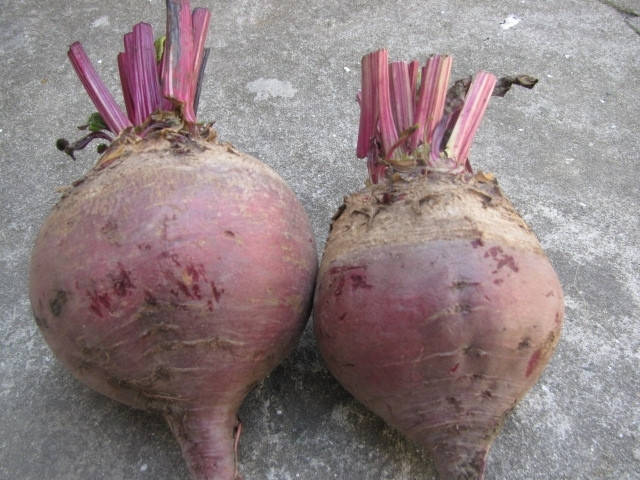 

Буряк *Детройт 10 г (развес)