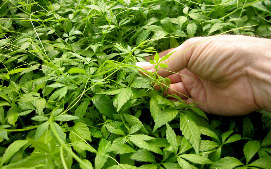 

Гиностема (саженцы)