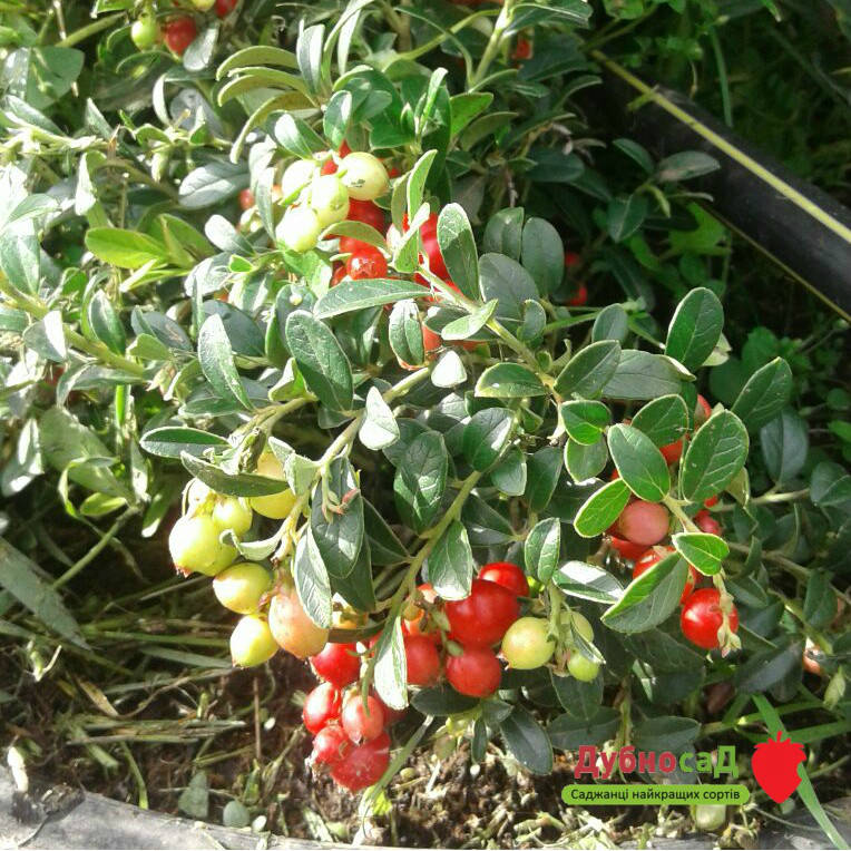 

Руно Белявское - 1 - летний саженец брусники в горшке