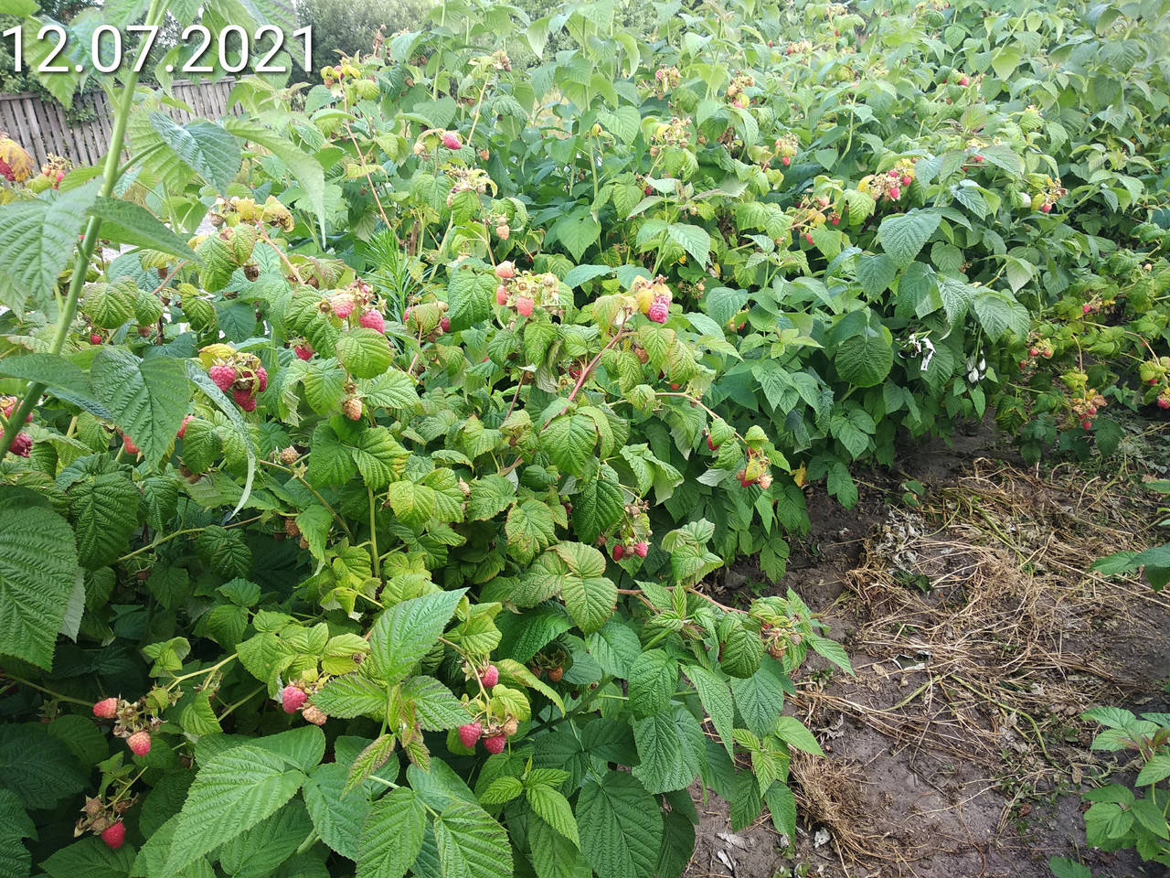 

Саженцы малины летней Микер опт