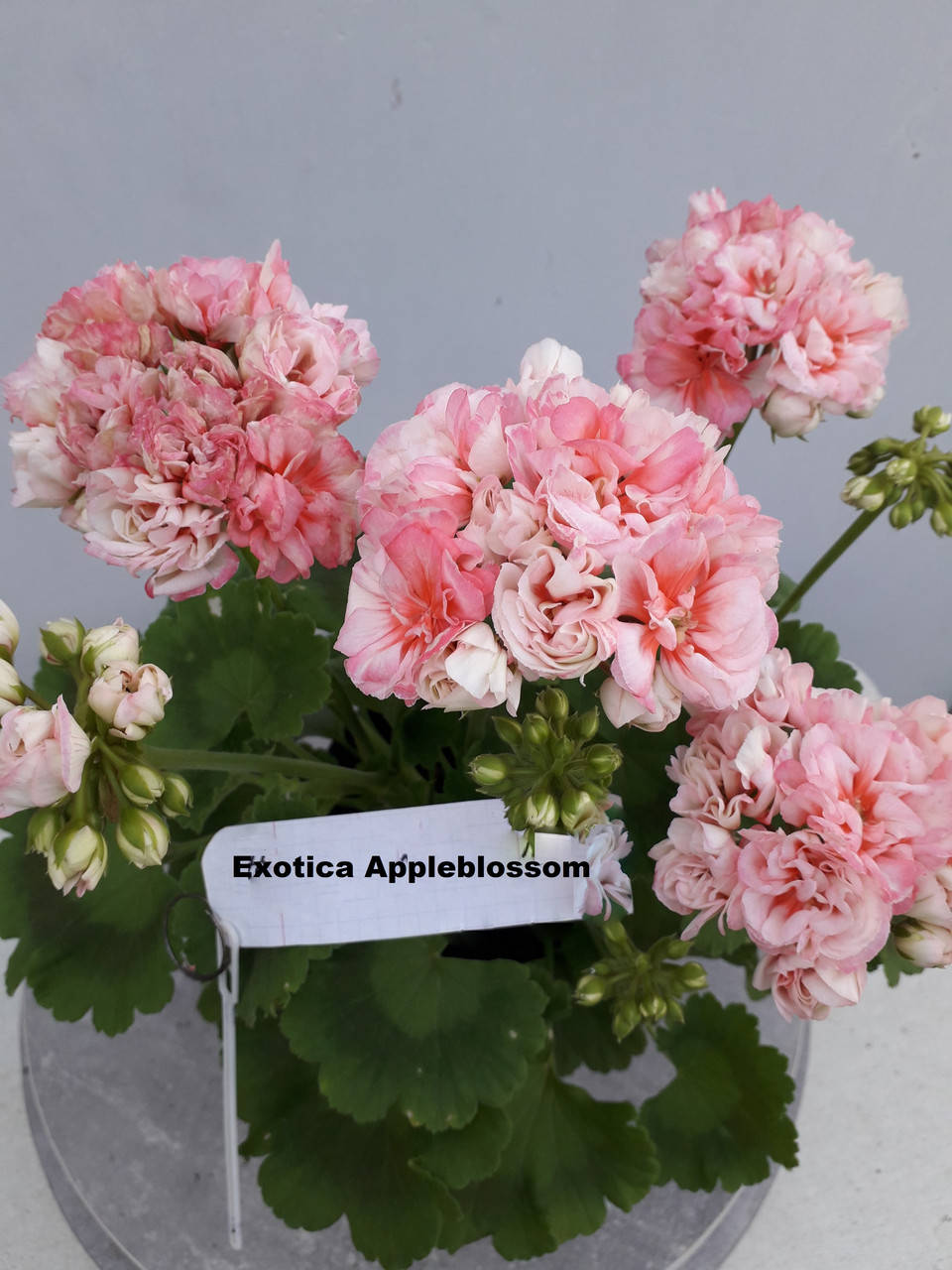 

Exotica Appleblossom (198)