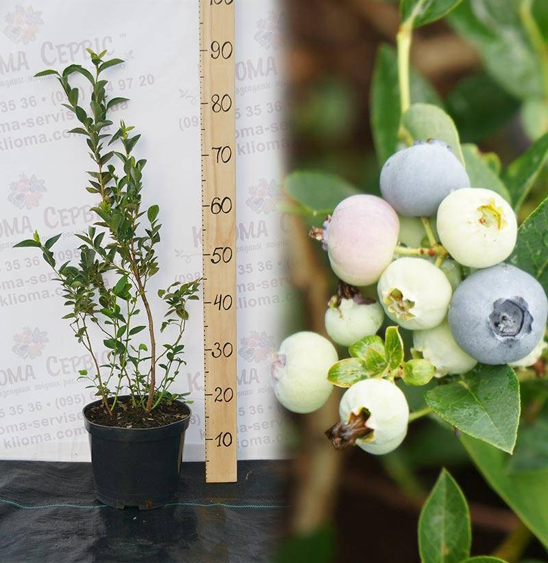 

Голубика "Блюголд" 4-лет. в контейнере 5-10 л.