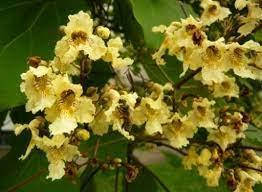 

Штамбова катальпа