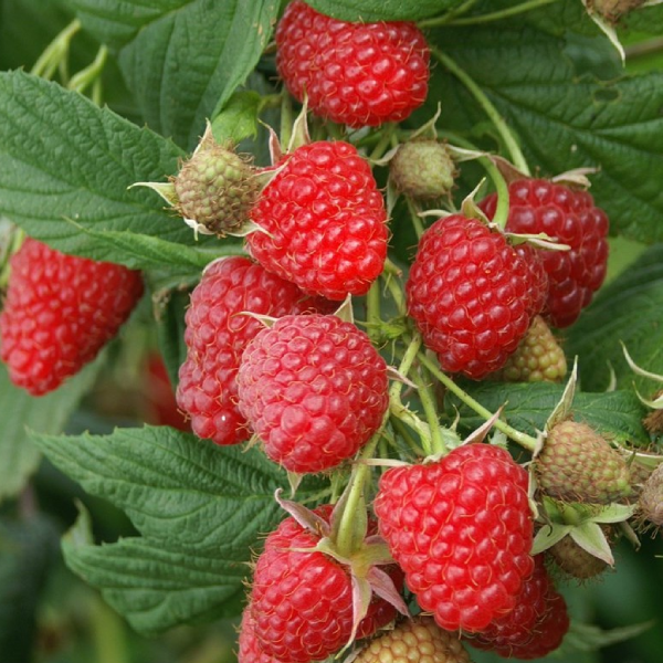 

Саженцы малины «Полка»