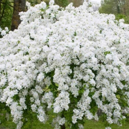 

Екзохорда, Exochorda