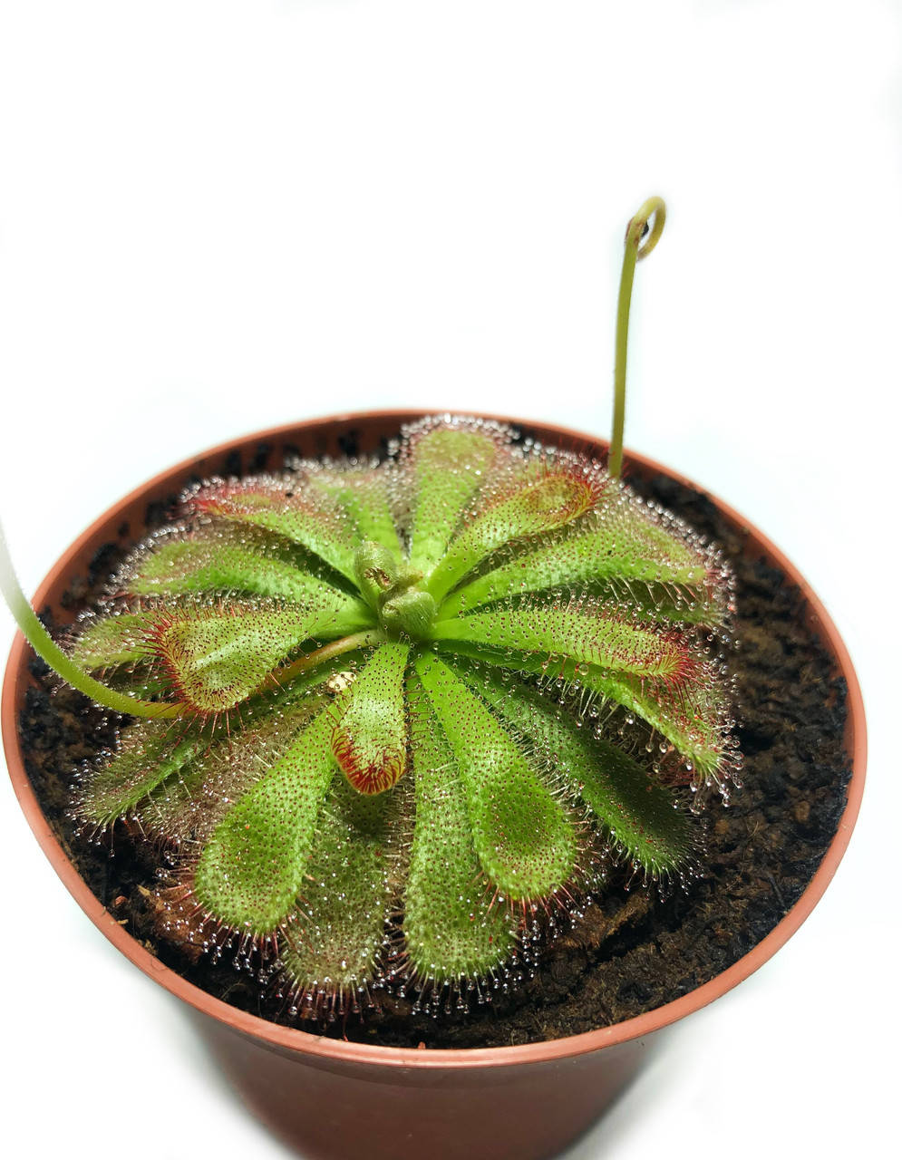 

Растение хищник Росянка Алисиа AlienPlants Drosera Aliciae размер М горшок 9 см