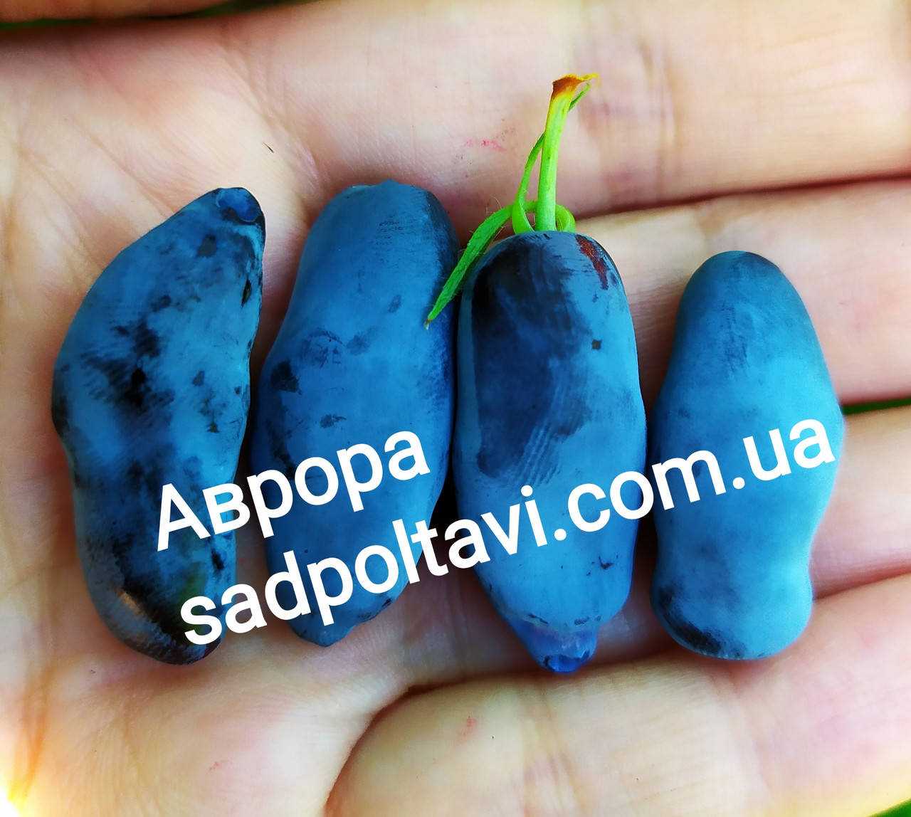 

Саженцы жимолости Аврора в конт.1л