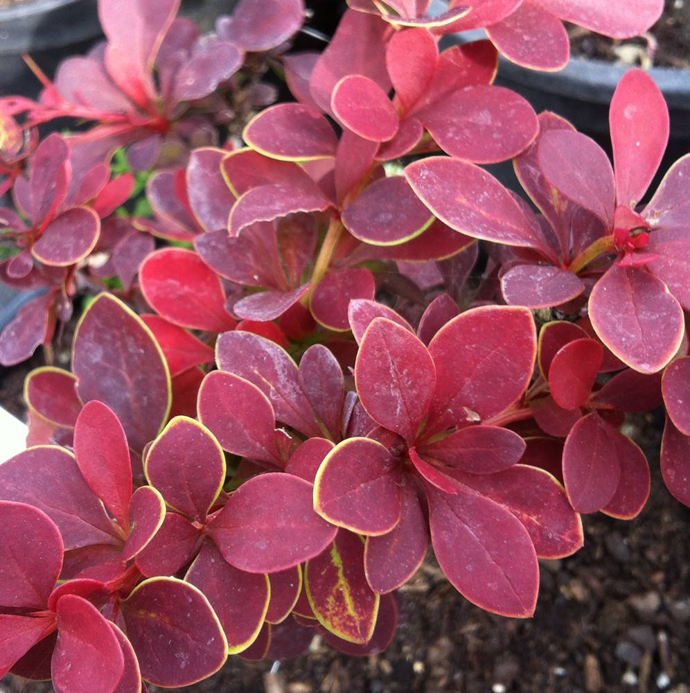 

Барбарис тунберга Голден Ринг / Berberis Golden Ring / С3